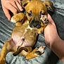 adorable, animal, blanket, brown, companion, cute, dog, domestic_animal, fur, human_hand, indoors, lying_down, mammal, paw, pet, playful, puppy, resting, small, young