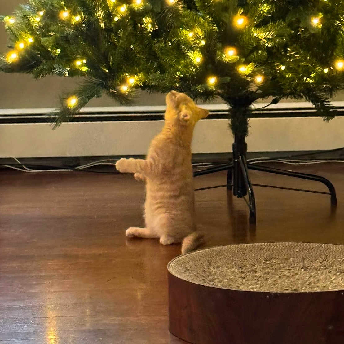 Pancake joined the competition — help win amazing prizes! animal, canine, cat, christmas, christmasdecorations, christmastree, conifer, dog, festival, furniture, indoors, interiordesign, kitten, lighting, pet, plant, pottedplant, table, tree, wood