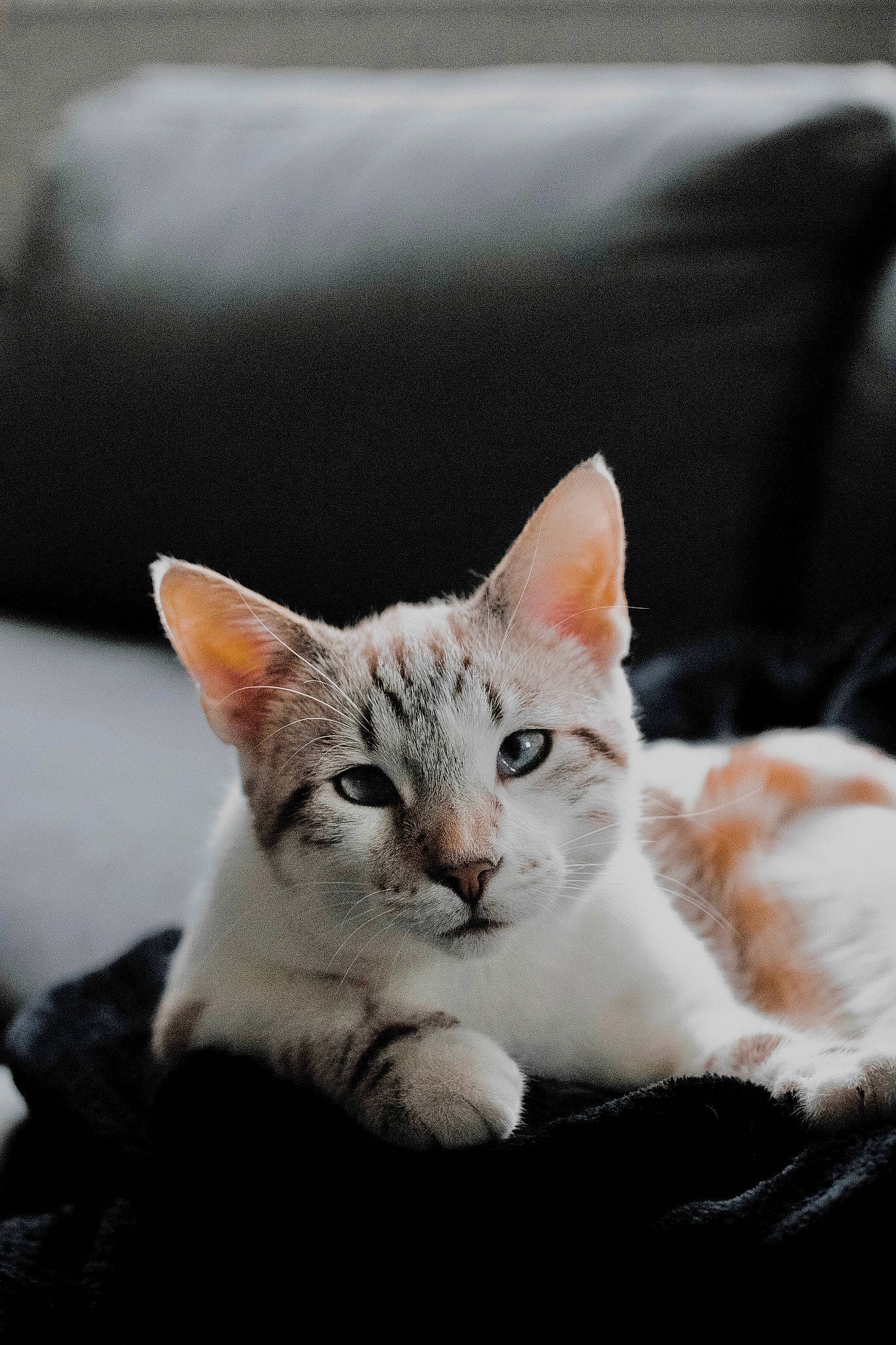 Oswald is registered to the contest to win money with this photo: carnivore, cat, cat_supply, claw, comfort, couch, domestic_short_haired_cat, felidae, fur, grey, paw, sitting, small_to_medium_sized_cats, snout, tail, tree, whiskers