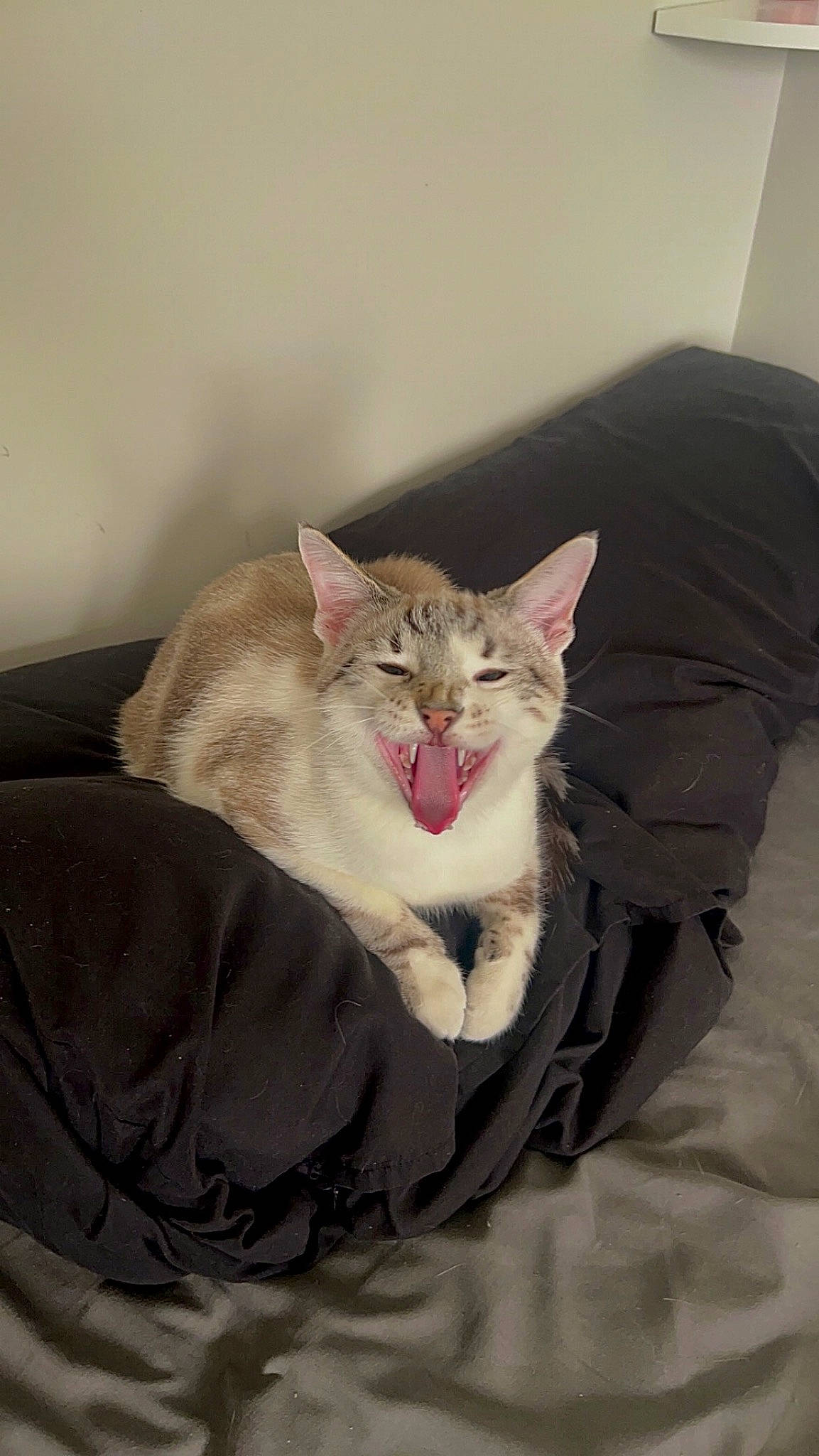 Oswald joined the competition — help win amazing prizes! bed, carnivore, cat, comfort, domestic_short_haired_cat, ear, eye, fang, felidae, grey, head, jaw, linens, paw, sleeve, small_to_medium_sized_cats, snout, tail, whiskers, yawn