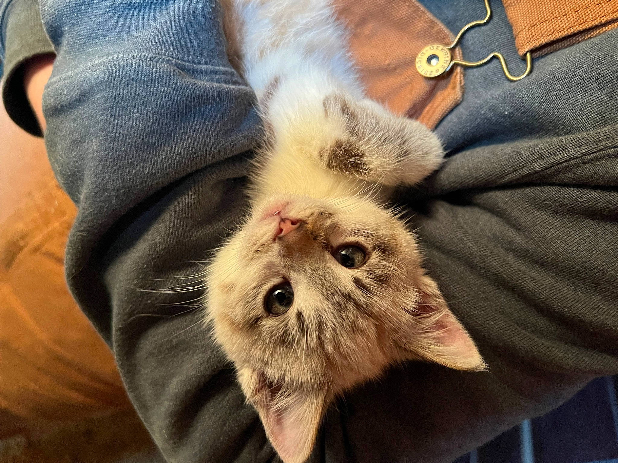 Oswald is registered to the contest to win money with this photo: carnivore, cat, claw, comfort, domestic_short_haired_cat, eye, fawn, felidae, fur, head, paw, plant, small_to_medium_sized_cats, snout, terrestrial_animal, whiskers, yawn