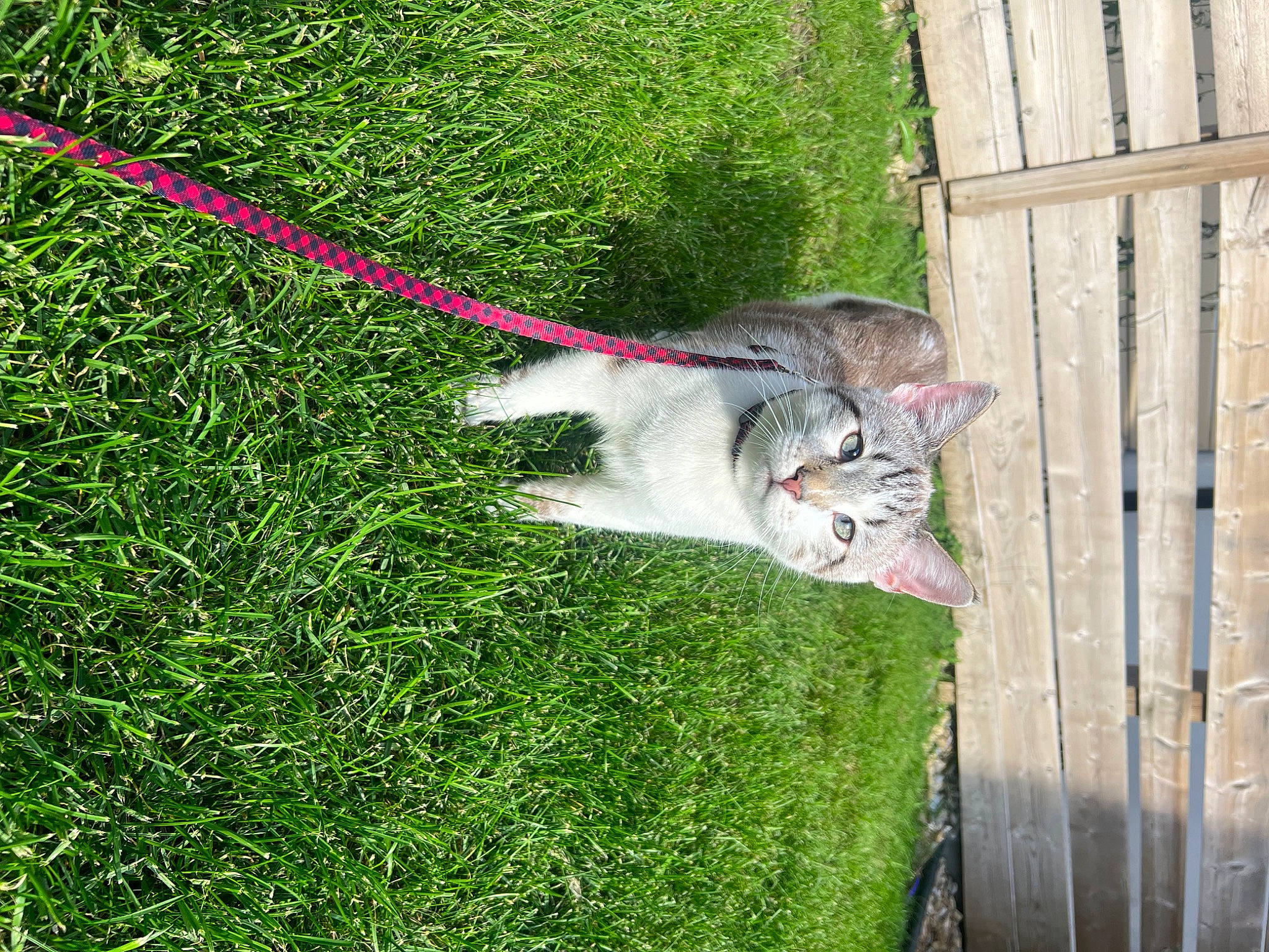 Oswald joined the competition — help win amazing prizes! backyard, carnivore, cat, domestic_short_haired_cat, felidae, fence, fur, grass, grass_family, groundcover, home_fencing, lawn, plant, shrub, small_to_medium_sized_cats, tail, tree, whiskers, wood, yard