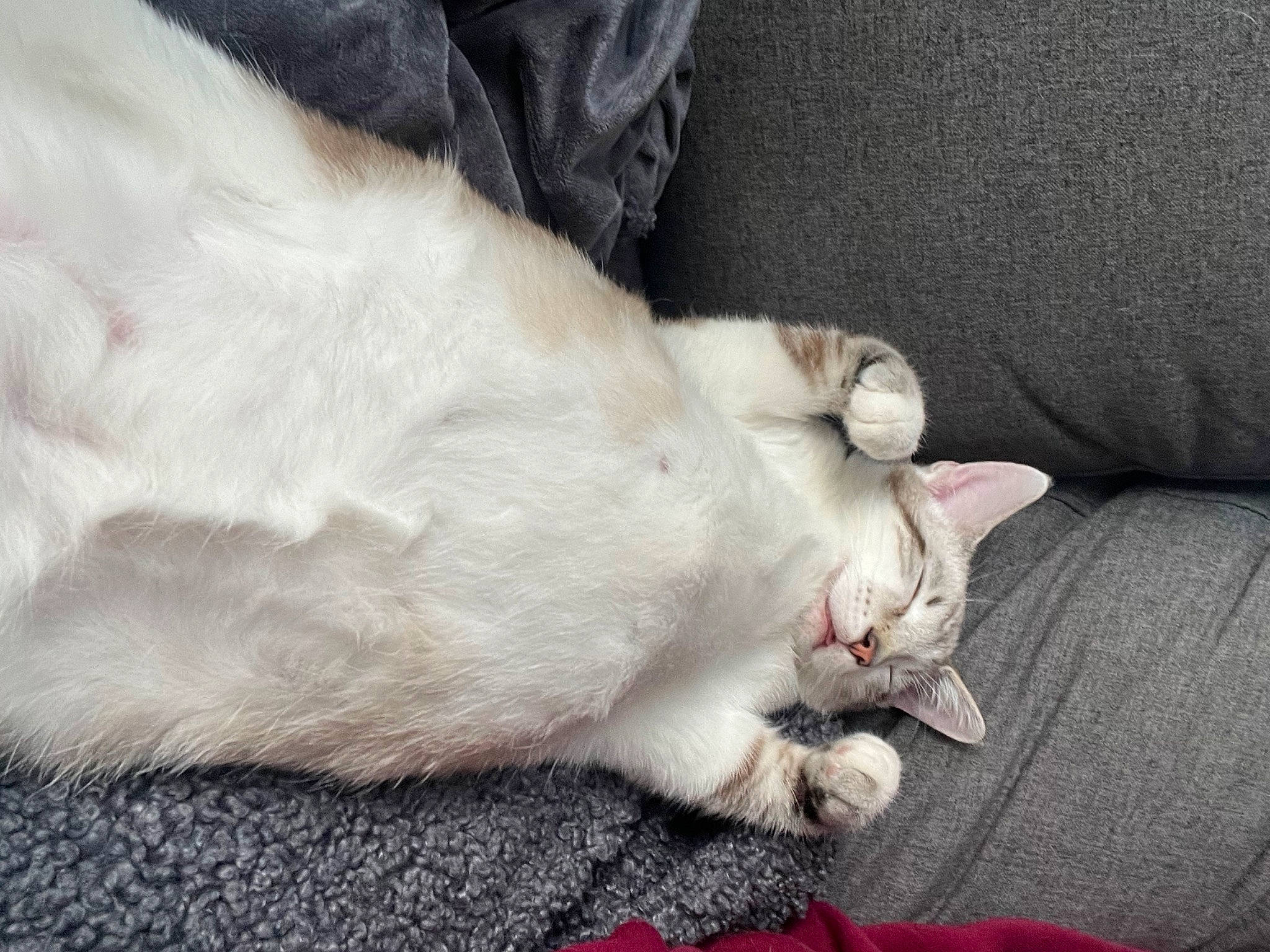 Oswald is registered to the contest to win money with this photo: carnivore, cat, claw, comfort, domestic_short_haired_cat, fawn, felidae, fur, grey, nap, paw, sleep, small_to_medium_sized_cats, snout, tail, whiskers