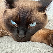 Pixel a rejoint le concours — aidez-le/la à gagner de superbes lots ! cat, siamese_cat, blue_eyes, close_up, pet, feline, fur, whiskers, paw, resting, cute, animal, domestic_animal, soft_texture, indoor, portrait, laying_down, face, ears, nose