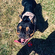Bella is registered to the contest to win money with this photo: dog, black_dog, tan_markings, pink_harness, tongue_out, happy, grass, dry_grass, ball, toy, shadow, outdoor, sunlight, pet, playful, looking_up, slippers, footwear, teddy_bear_slippers, closeup