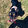 dog, black_dog, tan_markings, pink_harness, tongue_out, happy, grass, dry_grass, ball, toy, shadow, outdoor, sunlight, pet, playful, looking_up, slippers, footwear, teddy_bear_slippers, closeup