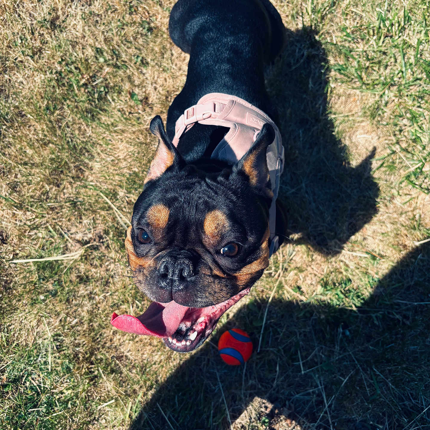 Bella is registered to the contest to win money with this photo: dog, black_dog, tan_markings, pink_harness, tongue_out, happy, grass, dry_grass, ball, toy, shadow, outdoor, sunlight, pet, playful, looking_up, slippers, footwear, teddy_bear_slippers, closeup