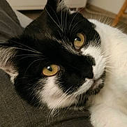 Choupette participe au concours pour gagner de l'argent avec cette photo : animal, black_and_white, cat, close_up, cute, domestic, eye_contact, face, feline, fur, indoor, lying_down, pet, portrait, relaxed, resting, soft_surface, whiskers, yellow_eyes