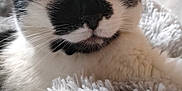 Choupette participe au concours pour gagner de l'argent avec cette photo : cat, black_and_white, close_up, whiskers, indoor, fluffy_blanket, relaxed, pet, feline, soft_texture, sleepy, cozy, animal, portrait, domestic_cat, resting, cute, fur, face, comfort