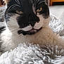 cat, black_and_white, close_up, whiskers, indoor, fluffy_blanket, relaxed, pet, feline, soft_texture, sleepy, cozy, animal, portrait, domestic_cat, resting, cute, fur, face, comfort