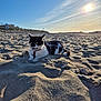 Choupette a rejoint le concours — aidez-le/la à gagner de superbes lots ! animal, beach, cat, daytime, feline, harness, leash, nature, outdoor, pet, relaxing, rocks, sand, shoreline, sky, summer, sun, sunlight, vacation, walking
