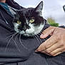 Choupette participe au concours pour gagner de l'argent avec cette photo : animal, black_and_white, blurred_background, cat, close_up, comfort, cozy, face, feline, fur, hand, holding, jacket, outdoor, person, pet, portrait, whiskers, yellow_eyes, zipper