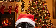 Choupette participe au concours pour gagner de l'argent avec cette photo : animal, cat, celebration, christmas_lights, christmas_tree, cozy, decorations, festive, fireplace, green, holiday, holiday_season, indoor, pet, presents, red, santa_costume, stockings, warm_lighting, wreath