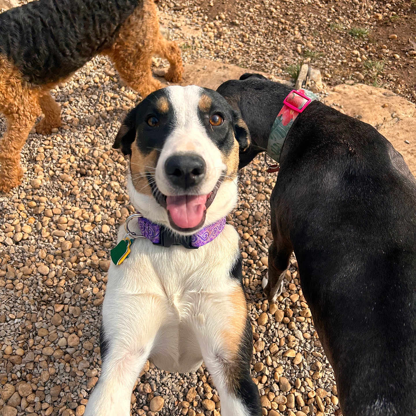 Vegas joined the competition — help win amazing prizes! accessories, airedale, animal, appenzeller, beagle, bulldog, canine, dog, hound, labradorretriever, leash, pebble, pet, pointer, poodle, puppy, rock, soil, strap, terrier