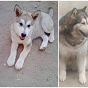 Helga participe au concours pour gagner de l'argent avec cette photo : adult_dog, animal, canine, closeup, companions, daylight, dirt, dog, ears, fur, happy, lying_down, outdoor, pavement, pet, portrait, puppy, sitting, smiling, tail