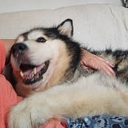 Helga a rejoint le concours — aidez-le/la à gagner de superbes lots ! dog, smiling, fluffy, pet, animal, fur, person, hand, hugging, couch, indoor, closeup, friendly, happy, canine, companion, love, relaxing, casual, comfort