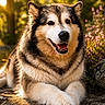 animal, canine, closeup, dog, flowers, fluffy, fur, greenery, happy, majestic, nature, outdoor, pet, portrait, relaxed, resting, smiling, stone_path, summer, sunlight