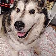 Helga participe au concours pour gagner de l'argent avec cette photo : animal, blanket, bookshelf, canine, companion, cute, dog, domestic, fluffy, friendly, fur, happy, home, indoors, looking_up, mammal, pet, portrait, smiling, tongue_out
