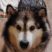 Helga participe au concours pour gagner de l'argent avec cette photo : dog, pet, animal, fur, portrait, indoor, close_up, eyes, face, canine, fluffy, cute, muzzle, ears, nose, brown, black, white, wood_floor, blanket