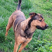 Naya a rejoint le concours — aidez-le/la à gagner de superbes lots ! dog, animal, pet, outdoor, grass, greenery, nature, alert, brown, black, canine, standing, fur, ears, tail, snout, plant, leaf, daylight, garden