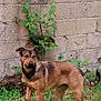 Naya participe au concours pour gagner de l'argent avec cette photo : dog, brown_dog, black_dog, grass, green_plants, stone_wall, outdoor, canine, alert, animal, pet, fur, ears, tail, nature, curious, standing, side_view, daylight, mammal