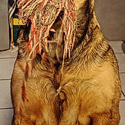 Naya participe au concours pour gagner de l'argent avec cette photo : brindle, brown_coat, canine, chest, closeup, curtain, dog, ears, eyes, fur, furniture, indoor, looking_up, nose, paws, pet, playful, portrait, rope_toy, tile_floor