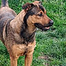 Naya participe au concours pour gagner de l'argent avec cette photo : dog, animal, pet, outdoor, grass, greenery, nature, canine, fur, alert, standing, friendly, brown, black, side_view, muzzle, ears, tail, happy, daylight