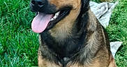 Naya participe au concours pour gagner de l'argent avec cette photo : dog, canine, pet, grass, outdoor, tongue_out, happy, smiling, sitting, fur, ears, animal, nature, muzzle, eyes, collar, brown, black, playful, friendly
