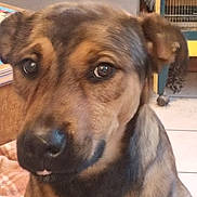 Naya a rejoint le concours — aidez-le/la à gagner de superbes lots ! dog, close_up, indoor, pet, brown_fur, black_fur, animal, canine, face, eyes, snout, fur, expression, cozy, blanket, furniture, floor, home, portrait, cute