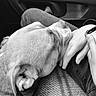 dog, pet, hand, jeans, car_interior, black_and_white, resting, fur, close_up, companion, comfort, relaxation, texture, casual, human, animal, seat, cuddle, friendship, calm