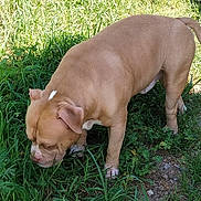 Drago participe au concours pour gagner de l'argent avec cette photo : dog, tan_dog, white_patch, grass, outdoor, sniffing, nature, pet, canine, fur, tail, ears, daylight, greenery, exploring, ground, animal, muzzle, four_legs, curious