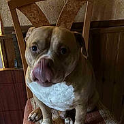 Drago a rejoint le concours — aidez-le/la à gagner de superbes lots ! animal, brown_dog, chair, cozy, cute, dog, domestic, floor, furniture, home, indoor, licking, paw, pet, pet_portrait, sitting, textured_wall, tongue, white_chest, wooden_chair