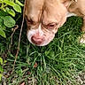 dog, grass, greenery, plants, outdoor, nature, canine, sniffing, nose, brown_dog, close_up, pet, animal, fur, ears, ground, leaves, stem, daylight, curious
