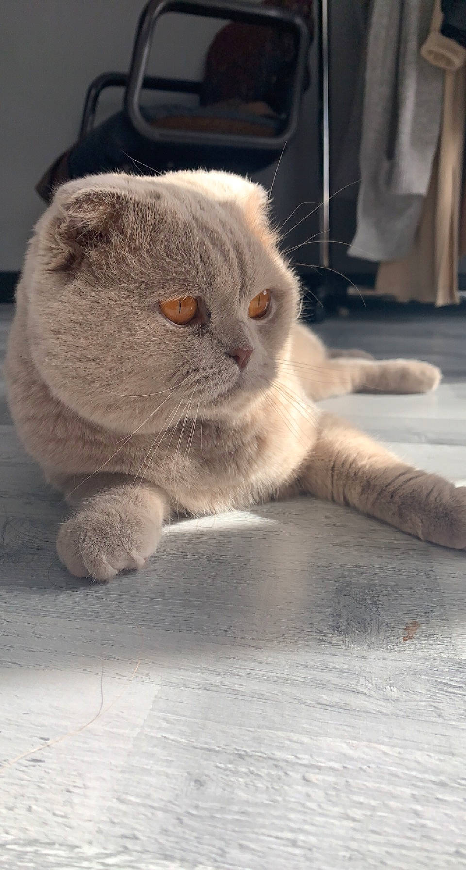 Pumpki a rejoint le concours — aidez-le/la à gagner de superbes lots ! carnivore, cat, claw, comfort, domestic_short_haired_cat, eye, fawn, felidae, floor, flooring, foot, fur, grey, mammal, paw, small_to_medium_sized_cats, snout, tail, whiskers, wood