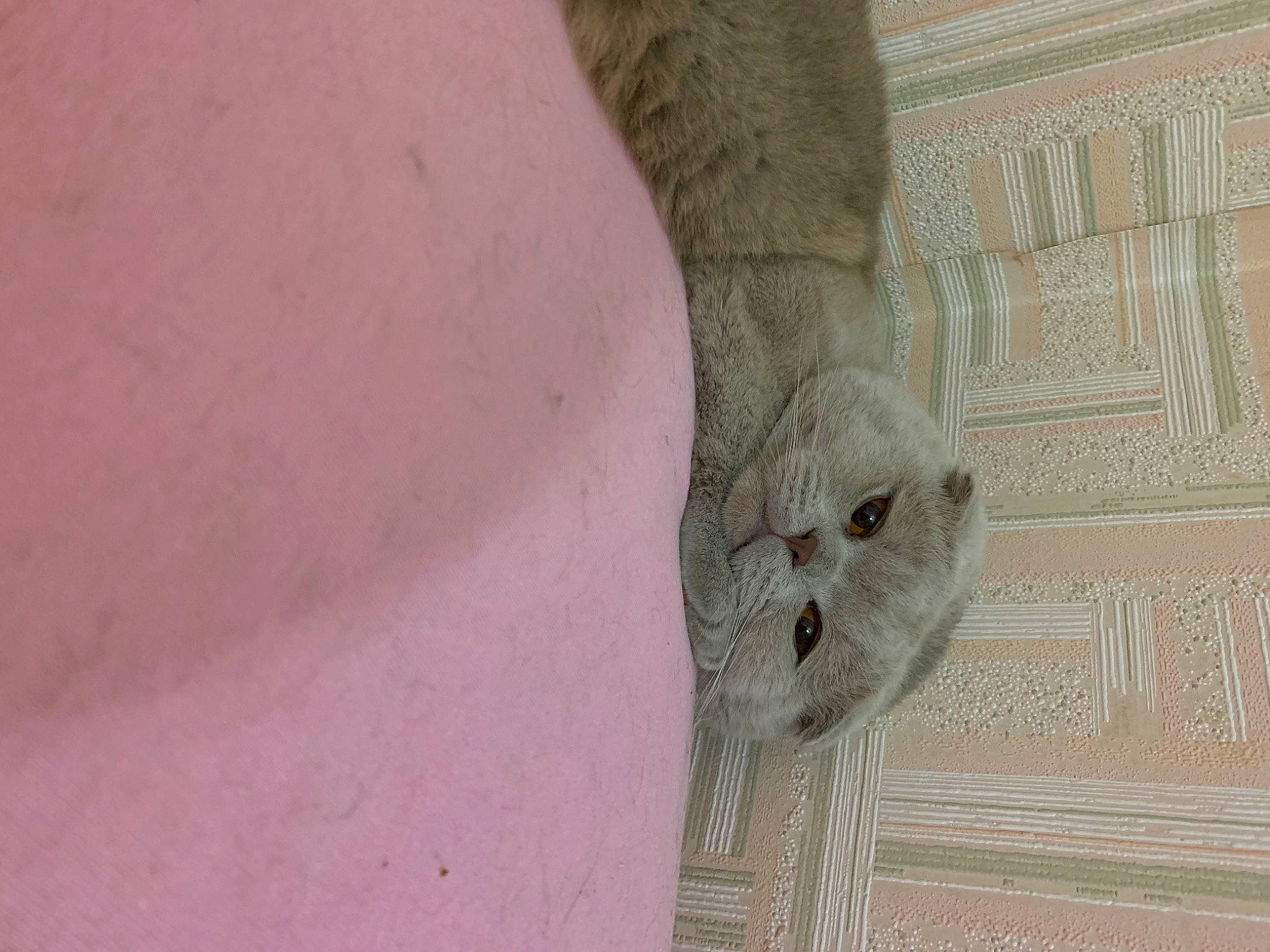 Pumpki participe au concours pour gagner de l'argent avec cette photo : art, building, carving, ceiling, felidae, flooring, fur, grey, hardwood, linens, owl, pattern, plaster, relief, sculpture, tail, tree, visual_arts, wood, wool