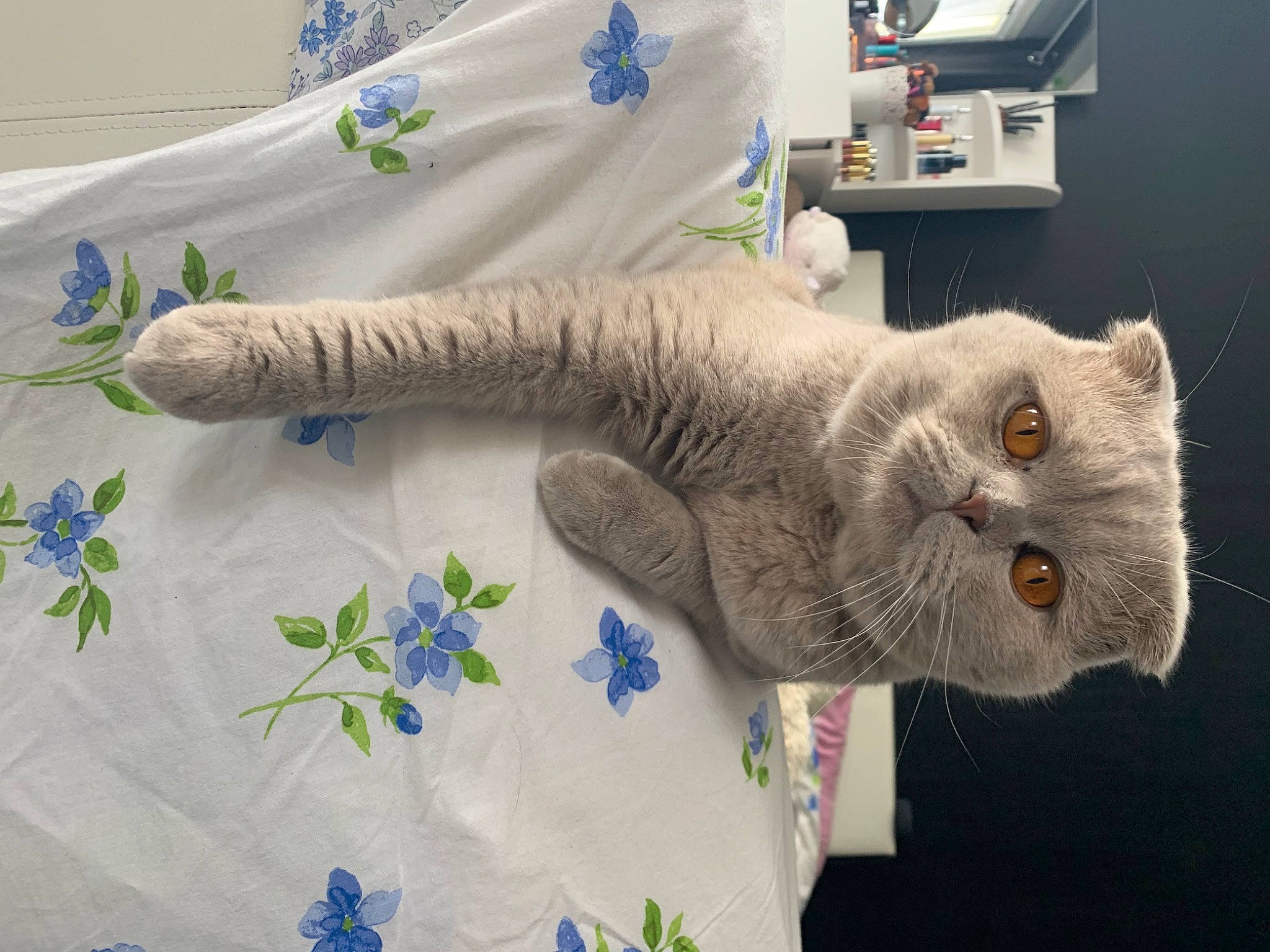 Pumpki participe au concours pour gagner de l'argent avec cette photo : carnivore, cat, creative_arts, domestic_short_haired_cat, felidae, fur, gesture, grey, linens, pattern, product, room, small_to_medium_sized_cats, stuffed_toy, tail, textile, vertebrate, whiskers, wool, woven_fabric
