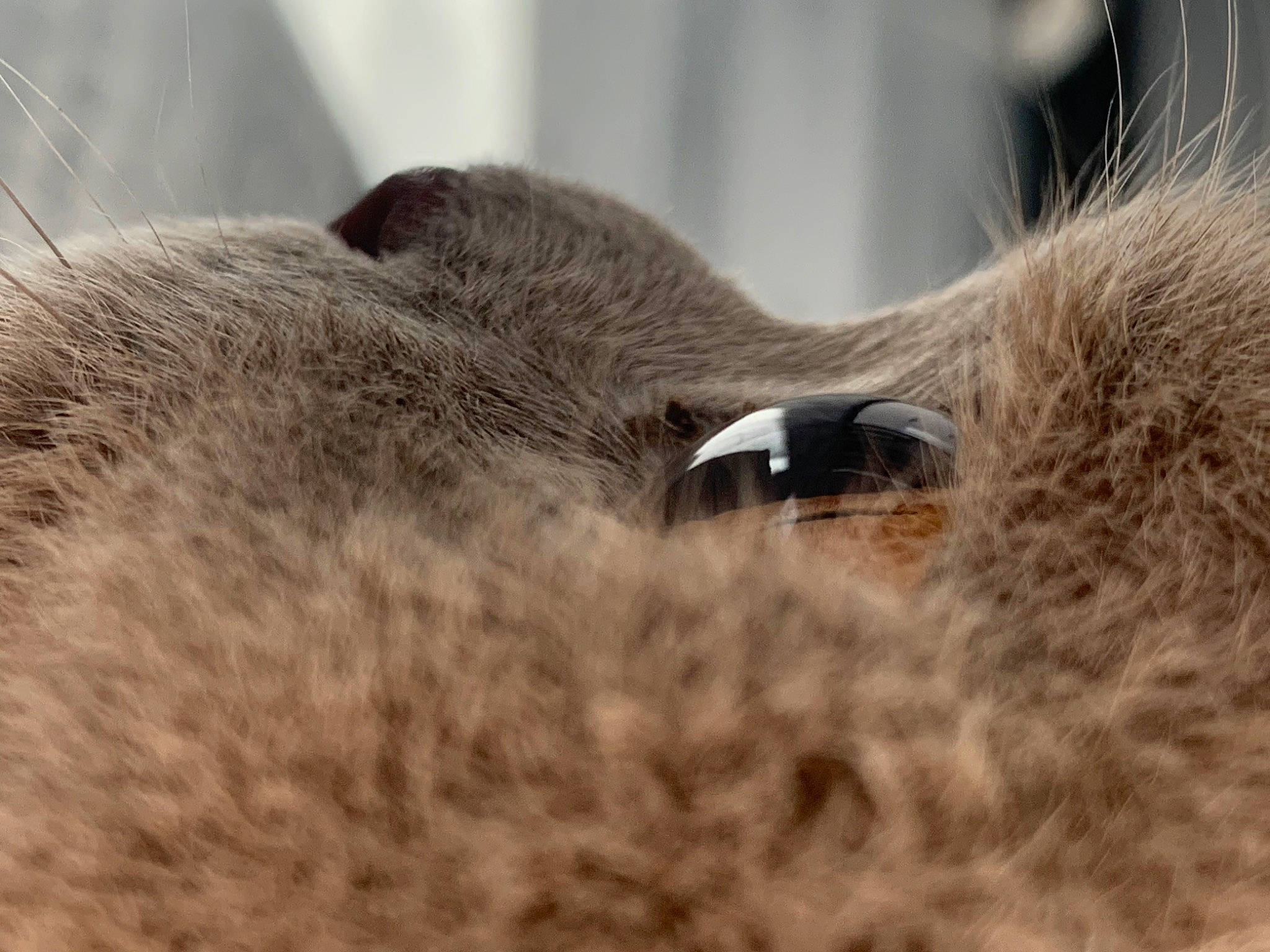 Pumpki a rejoint le concours — aidez-le/la à gagner de superbes lots ! canidae, carnivore, cat, close_up, dog_breed, fawn, felidae, fur, grass, livestock, plant, small_to_medium_sized_cats, snout, sporting_group, tail, terrestrial_animal, tree, whiskers, wildlife, working_animal