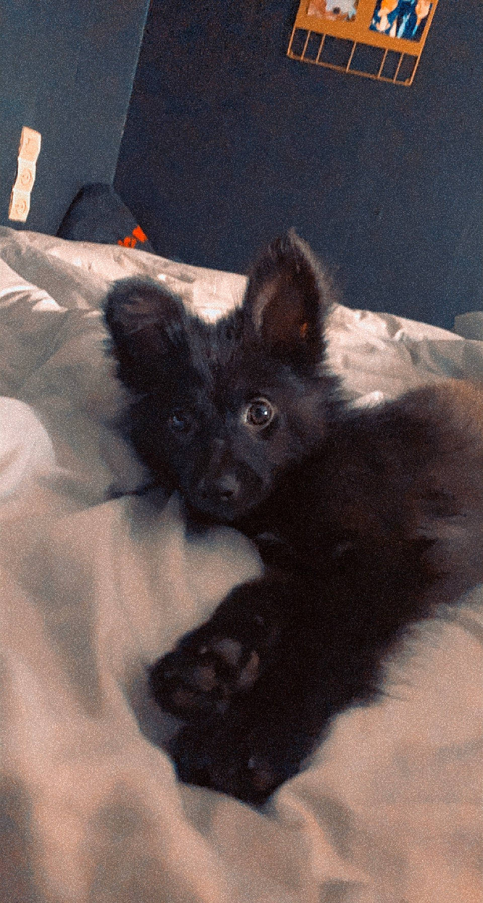 Souky participe au concours pour gagner de l'argent avec cette photo : bed, black_cat, canidae, carnivore, comfort, companion_dog, dog, dog_breed, ear, fawn, felidae, fur, paw, sleeve, small_to_medium_sized_cats, snout, tail, toy_dog, whiskers, working_animal