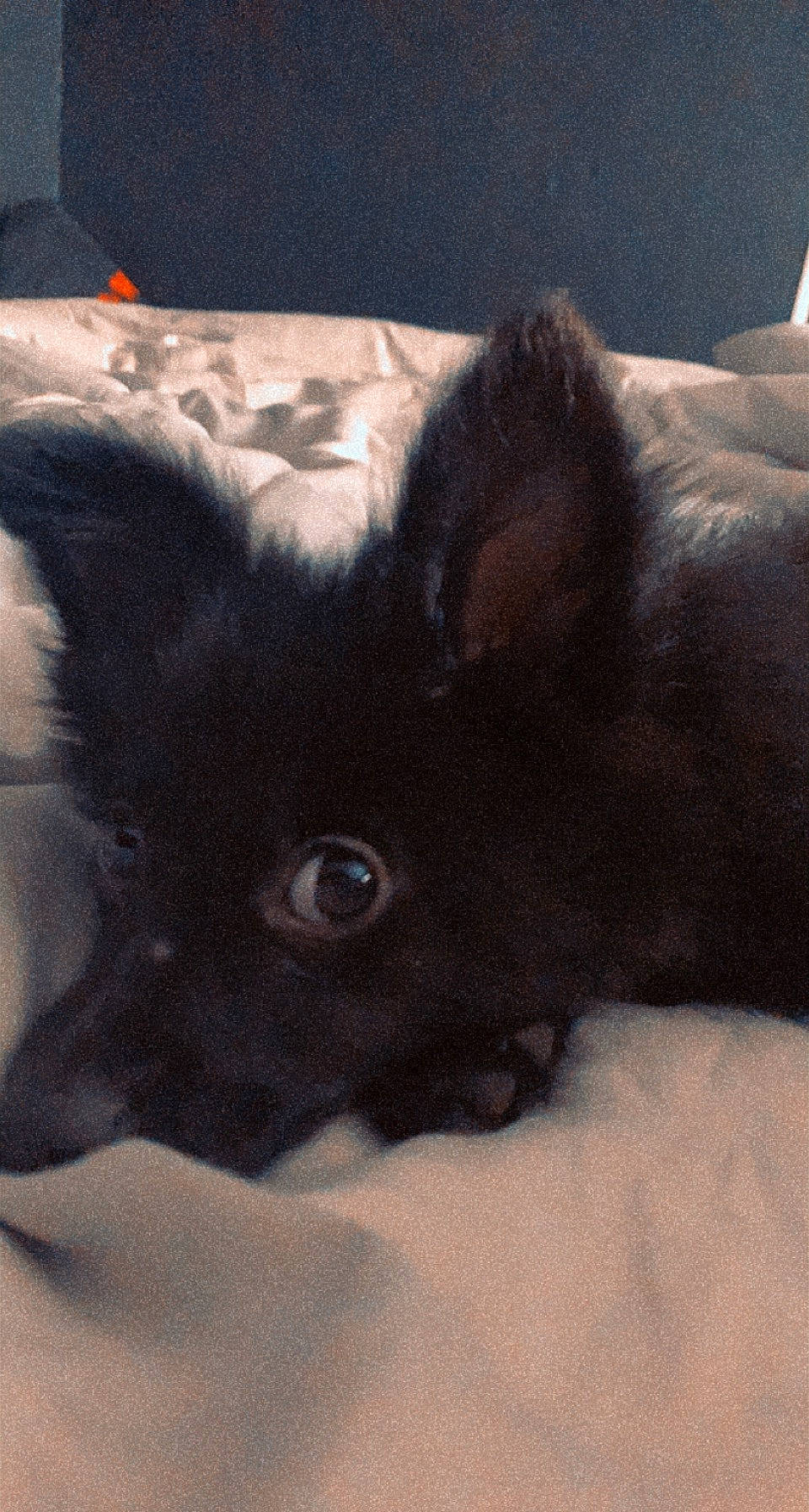 Souky participe au concours pour gagner de l'argent avec cette photo : black_cat, canidae, carnivore, cat, claw, cloud, comfort, dog_breed, domestic_short_haired_cat, ear, fawn, felidae, fur, paw, sky, small_to_medium_sized_cats, sporting_group, tail, terrestrial_animal, whiskers