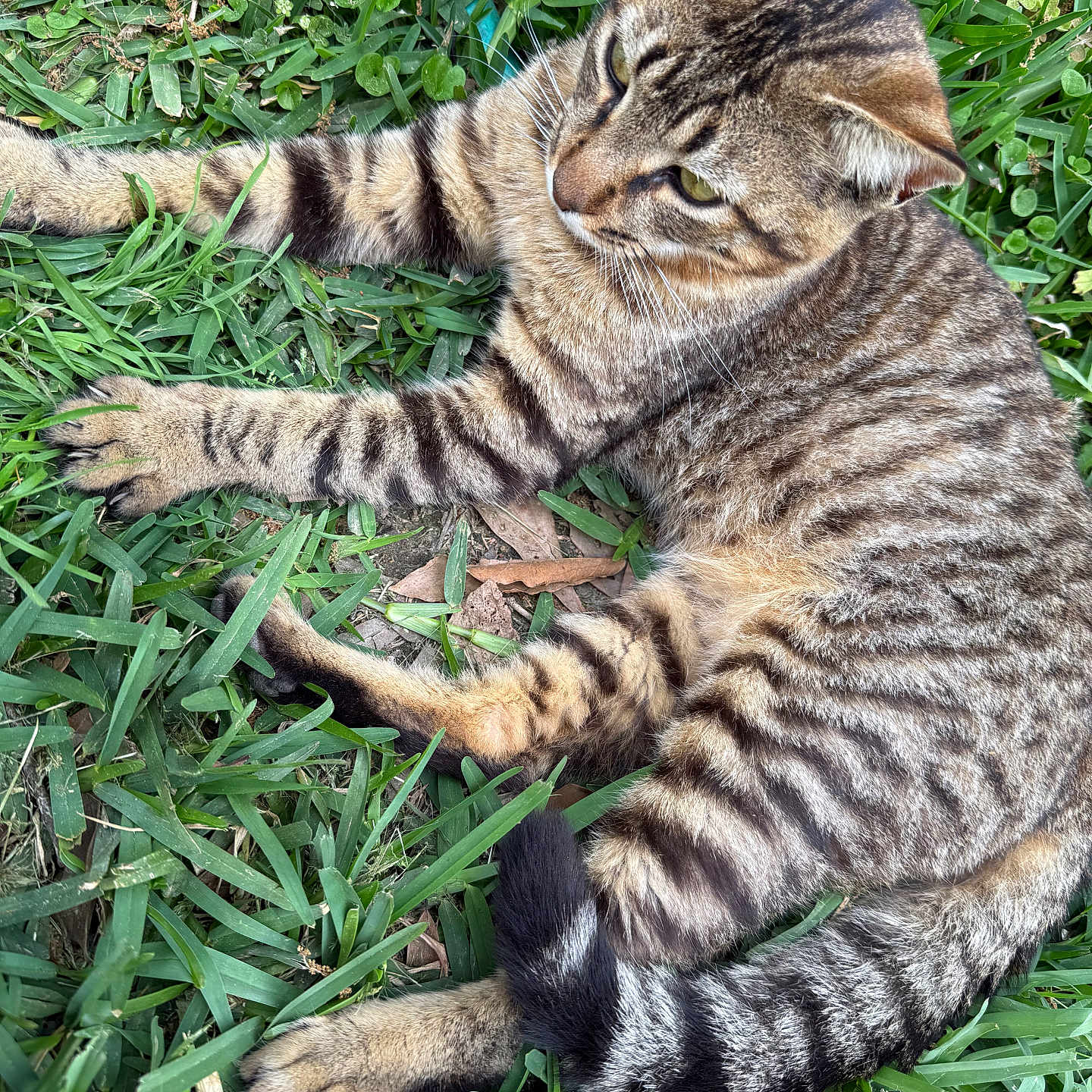 Baby Kitten Tony joined the competition — help win amazing prizes! abyssinian, animal, cat, field, grass, grassland, green, herbal, herbs, kitten, lawn, manx, nature, outdoors, person, pet, plant, sleeping, soil, yard