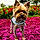 Diamond Rose