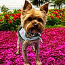 animal, bandana, canine, cute, daytime, dog, ears, flower_bed, fur, garden, grass, greenery, nature, outdoor, pet, pink_flowers, portrait, red_flowers, small_dog, summer