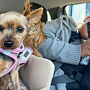 Diamond Rose joined the competition — help win amazing prizes! animal, candid, car_interior, closeup, companion, cozy, cute, dog, ears, face, furry, gray_sweater, person, pet, pink_harness, seat, seatbelt, small_dog, travel, window