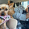 animal, candid, car_interior, closeup, companion, cozy, cute, dog, ears, face, furry, gray_sweater, person, pet, pink_harness, seat, seatbelt, small_dog, travel, window