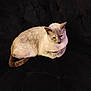 Mia joined the competition — help win amazing prizes! cat, feline, pet, animal, sitting, resting, fur, domestic_animal, indoor, couch, furniture, black_background, relaxed, cute, whiskers, ears, tail, paws, companion, cozy