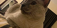 Mia joined the competition — help win amazing prizes! cat, siamese_cat, indoor, bed, striped_bedspread, furniture, mirror, portrait, wall, relaxed, animal, pet, closeup, whiskers, ears, fur, looking_away, domestic_cat, resting, cozy
