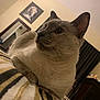 cat, siamese_cat, indoor, bed, striped_bedspread, furniture, mirror, portrait, wall, relaxed, animal, pet, closeup, whiskers, ears, fur, looking_away, domestic_cat, resting, cozy
