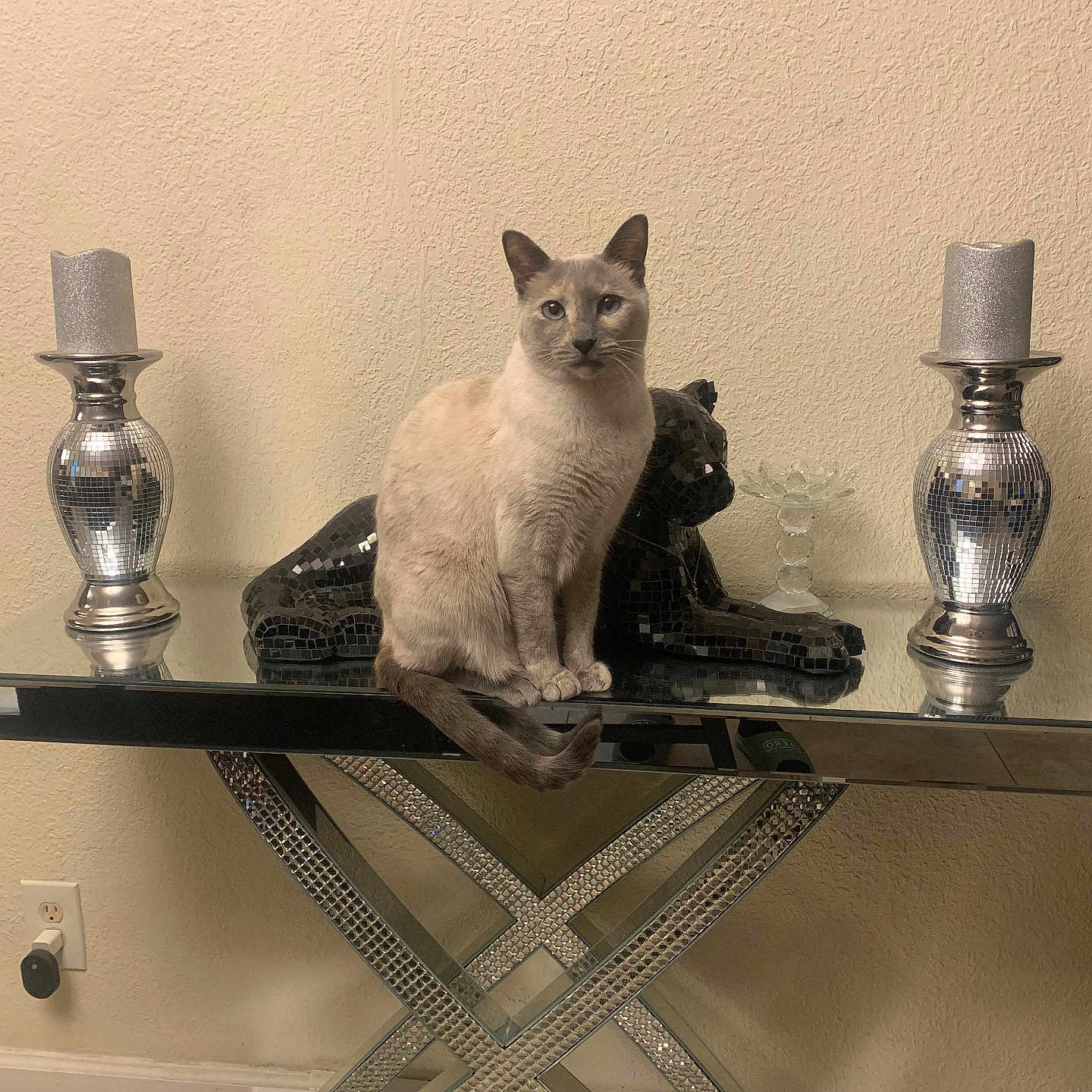 Mia is registered to the contest to win money with this photo: black_cat_statue, candle, candle_holder, cat, decor, electrical_outlet, feline, floor, furniture, home, indoor, mirror, ornament, pet, reflection, siamese_cat, sitting, still_life, table, wall