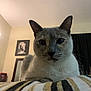 Mia is registered to the contest to win money with this photo: cat, indoor, close_up, striped_blanket, pet, animal, feline, relaxed, portrait, home, furniture, artwork, framed_picture, curtains, whiskers, ears, face, soft_light, cozy, resting
