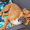 dog, brown_dog, relaxed, outdoor, woven_chair, beach_towel, animal, pet, canine, close_up, resting, summer, sunlight, furniture, portrait, lying_down, expression, calm, cozy, domestic_animal